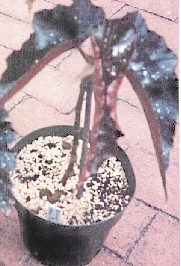 B. ‘Jezebel’
